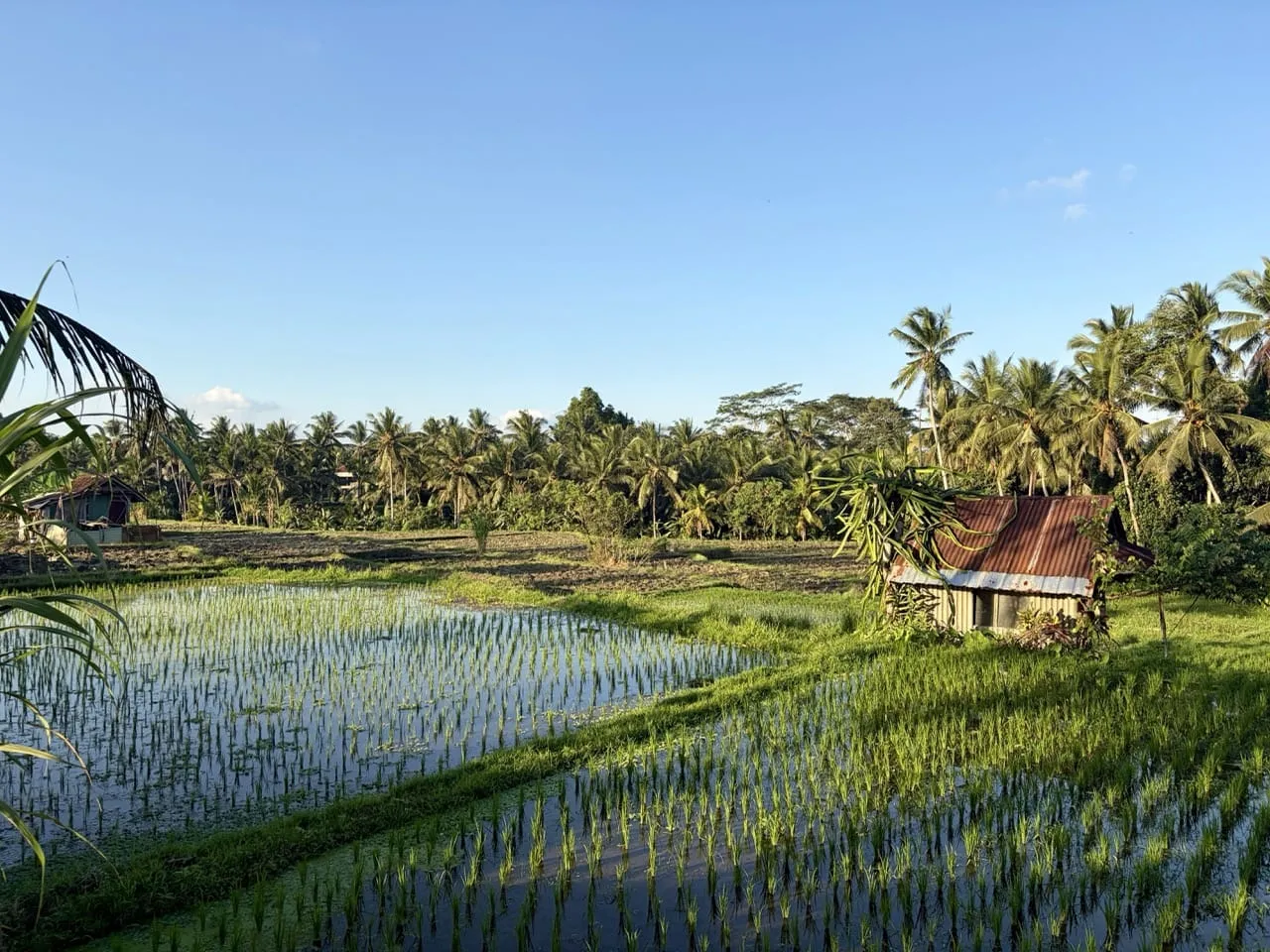 Rice paddies near Ubud