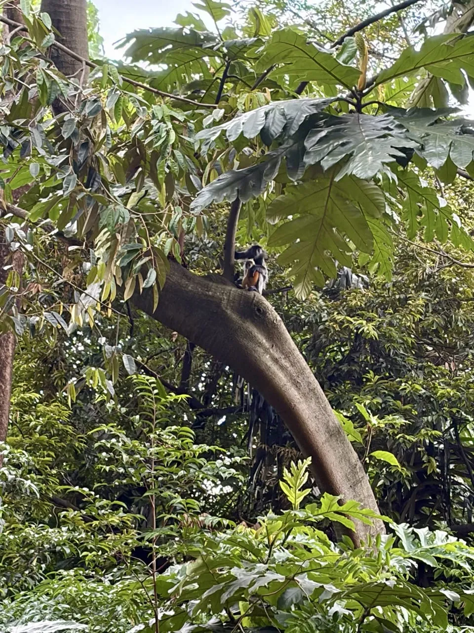 Baby silvered langurs at KL's forest park