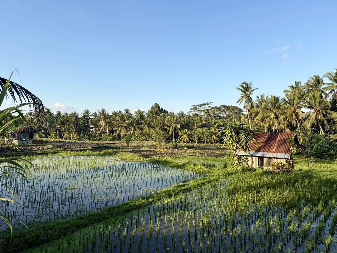 Rice paddies near Ubud