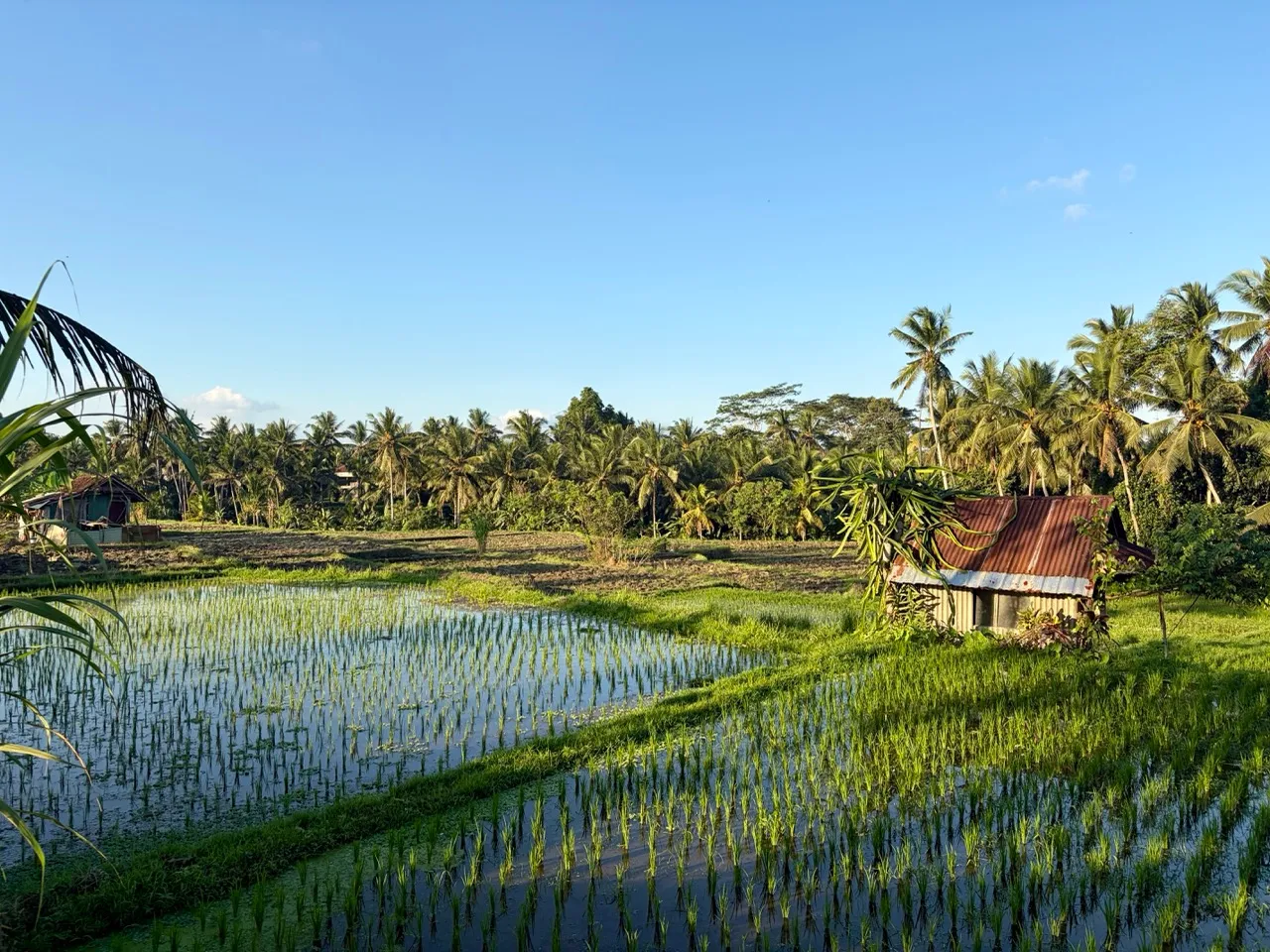 Rice paddies near Ubud