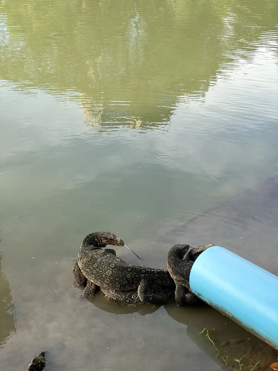 Monitor lizards at Lumpini Park, Bangkok