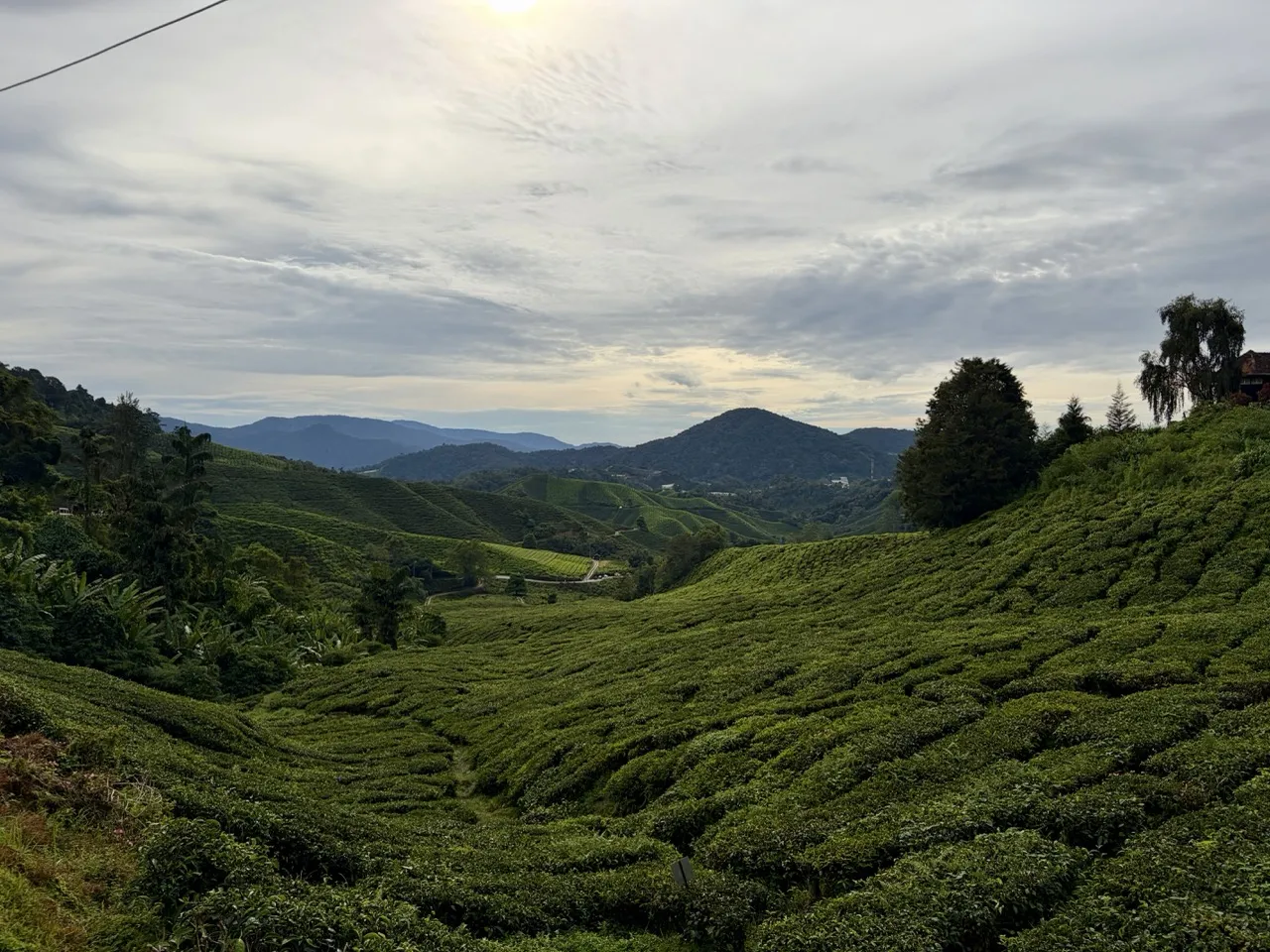 Cameron Highlands tea plantation
