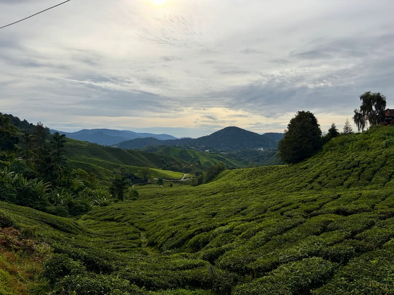 Cameron Highlands tea plantation