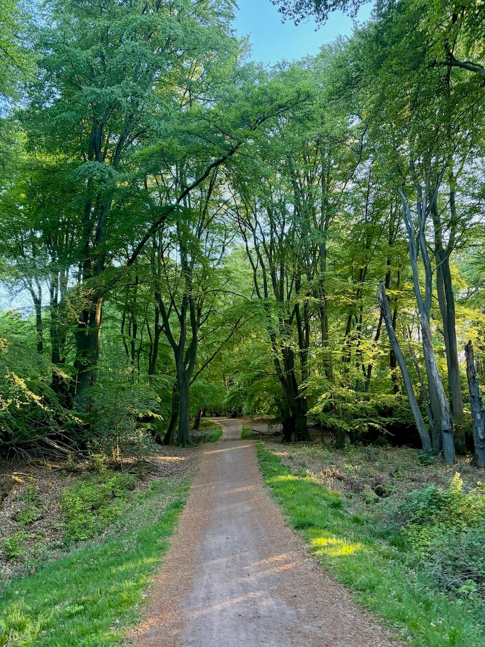 Entering Epping Forest