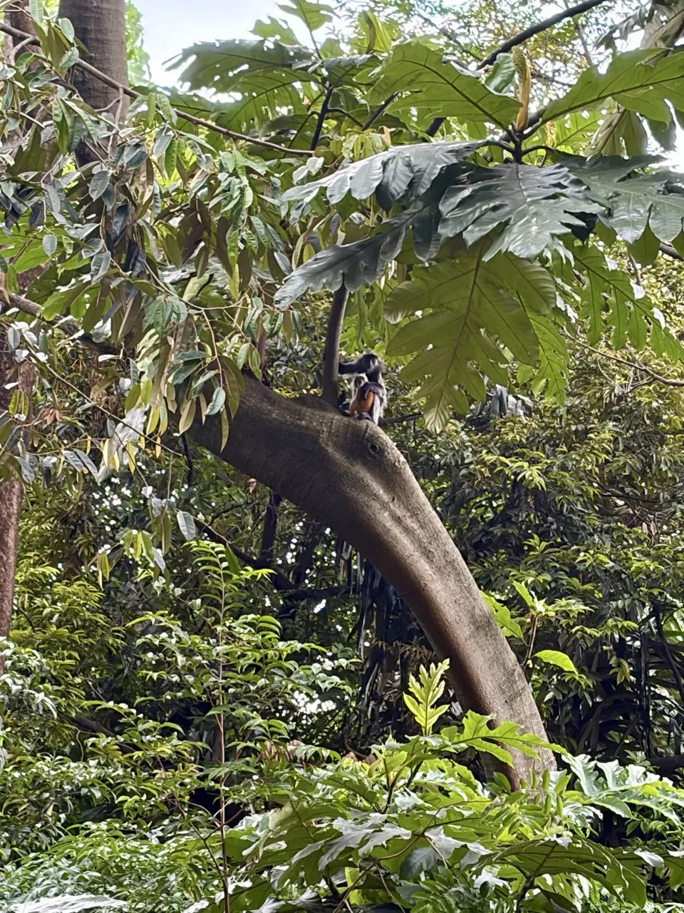 Baby silvered langurs at KL's forest park