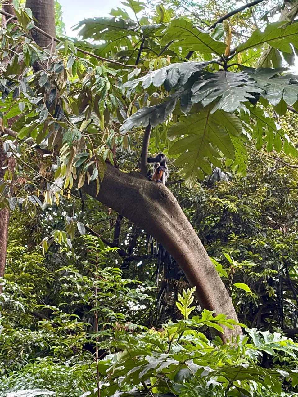 Baby silvered langurs at KL's forest park